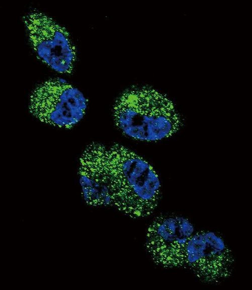 CYP4A11 Antibody in Immunocytochemistry (ICC/IF)