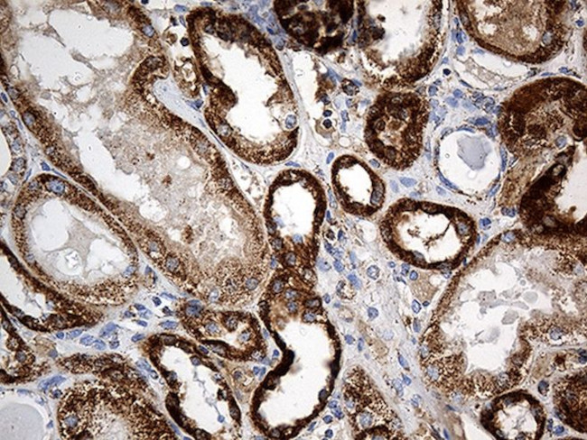 CYP7B1 Antibody in Immunohistochemistry (Paraffin) (IHC (P))
