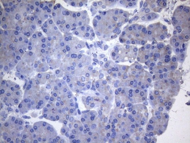 CYTH2 Antibody in Immunohistochemistry (Paraffin) (IHC (P))