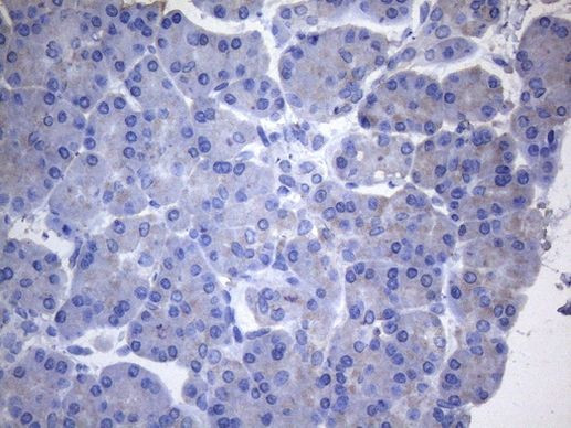 CYTH2 Antibody in Immunohistochemistry (Paraffin) (IHC (P))