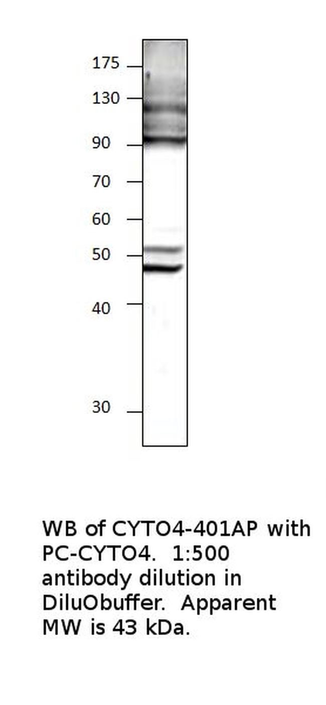 Cytohesin 4 Antibody in Western Blot (WB)
