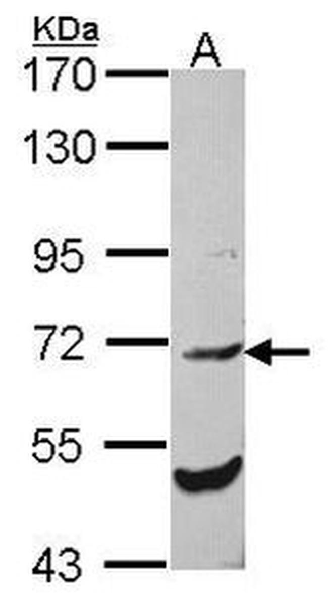 CDH7 Antibody in Western Blot (WB)