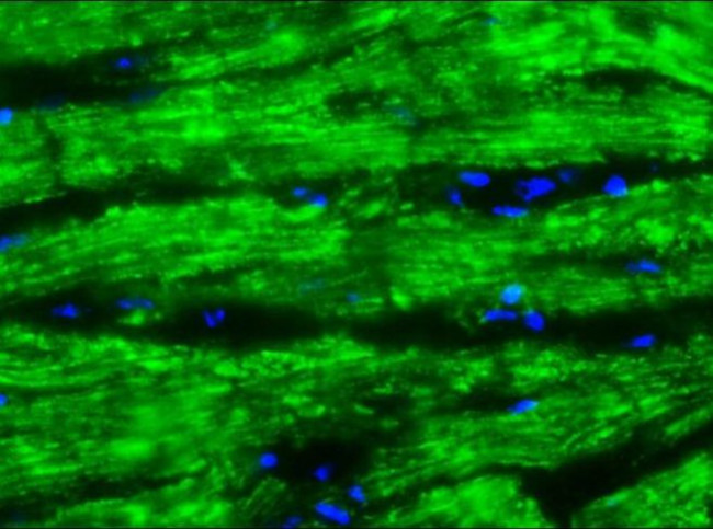 Cardiotin Antibody in Immunohistochemistry (Frozen) (IHC (F))