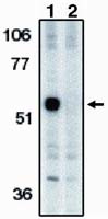 Caspase 12 Antibody in Western Blot (WB)