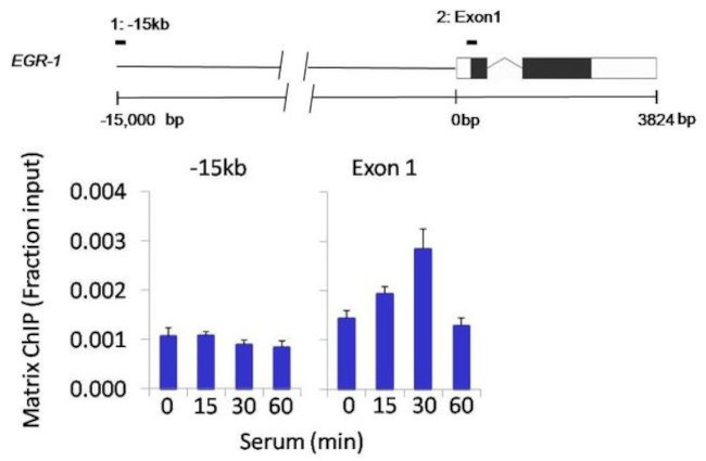 CDK7 Antibody in ChIP Assay (ChIP)