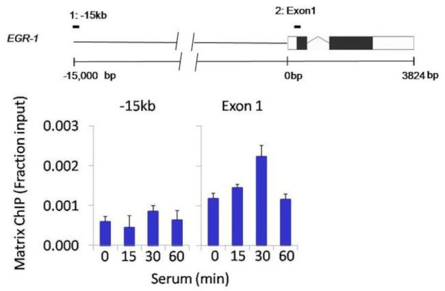 CDK8 Antibody in ChIP Assay (ChIP)