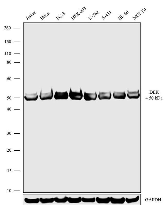 DEK Antibody in Western Blot (WB)