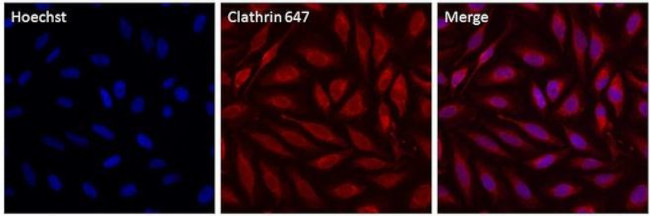 Clathrin Heavy Chain Antibody in Immunocytochemistry (ICC/IF)