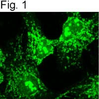 alpha COP Antibody in Immunocytochemistry (ICC/IF)