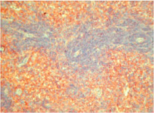 Crry Antibody in Immunohistochemistry (Frozen) (IHC (F))