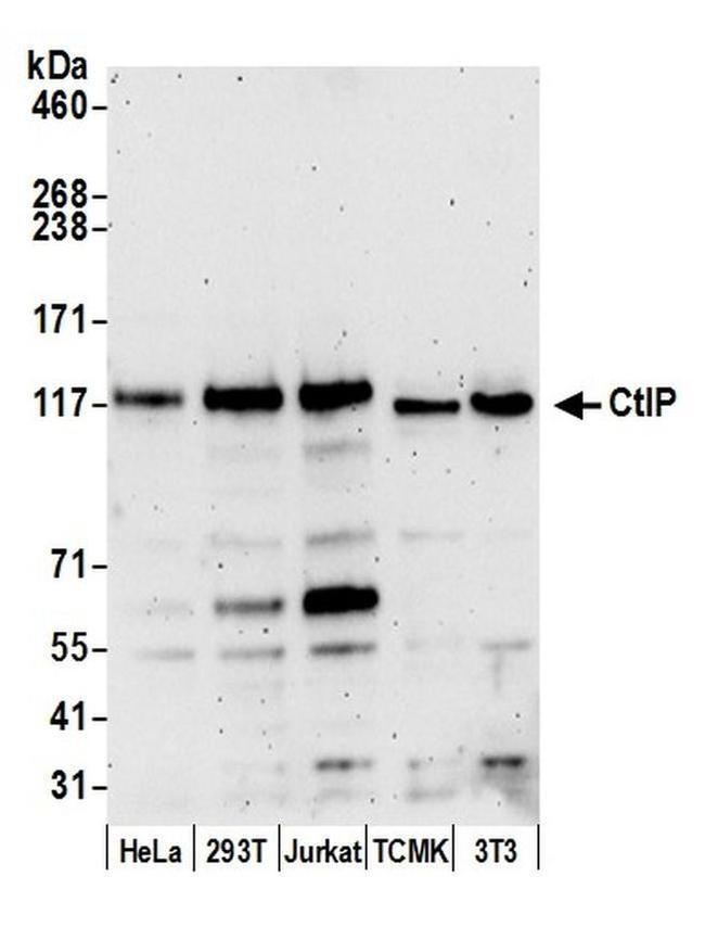 CtIP Antibody in Western Blot (WB)