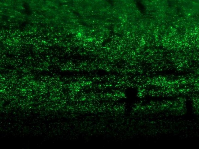Connexin 46 Antibody in Immunocytochemistry (ICC/IF)