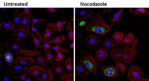 Cyclin B1 Antibody in Immunocytochemistry (ICC/IF)