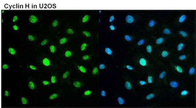 Cyclin H Antibody in Immunocytochemistry (ICC/IF)