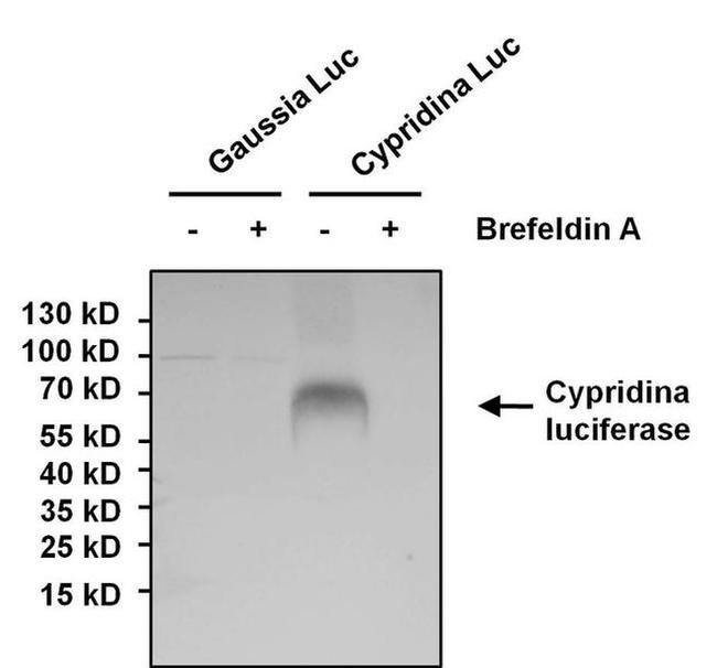 Cypridina luciferase Antibody in Western Blot (WB)