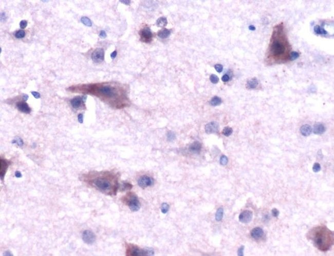 Cytochrome C Antibody in Immunohistochemistry (IHC)
