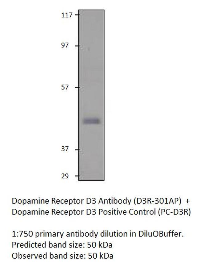 Dopamine Receptor D3 Antibody in Western Blot (WB)