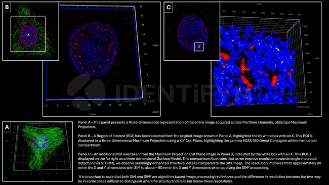 gamma-H2AX SRM Antibody in Immunocytochemistry (ICC/IF)
