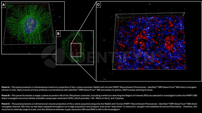 PARP1 SRM Antibody in Immunocytochemistry (ICC/IF)