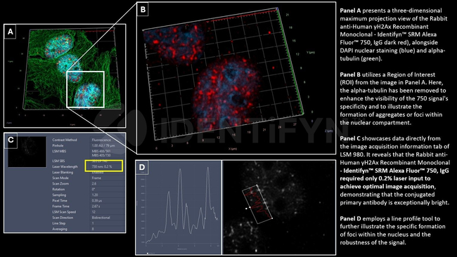 gamma-H2AX SRM Antibody in Immunocytochemistry (ICC/IF)
