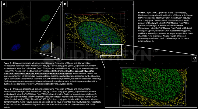 H2AX SRM Antibody in Immunocytochemistry (ICC/IF)