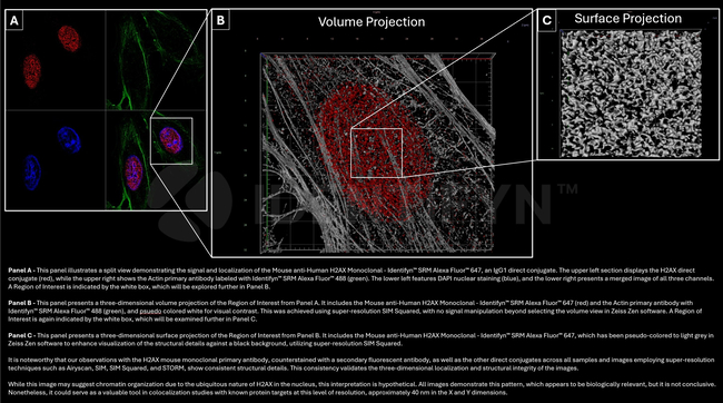 H2AX SRM Antibody in Immunocytochemistry (ICC/IF)