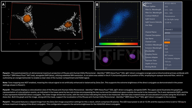 H2AX SRM Antibody in Immunocytochemistry (ICC/IF)