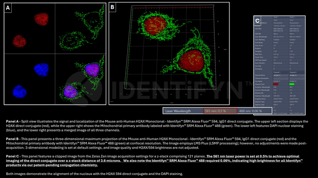 H2AX SRM Antibody in Immunocytochemistry (ICC/IF)