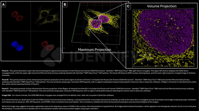 H2AX SRM Antibody in Immunocytochemistry (ICC/IF)