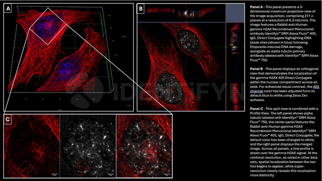 gamma-H2AX SRM Antibody in Immunocytochemistry (ICC/IF)