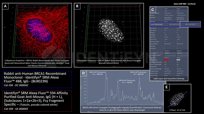 BRCA1 Antibody in Immunocytochemistry (ICC/IF)