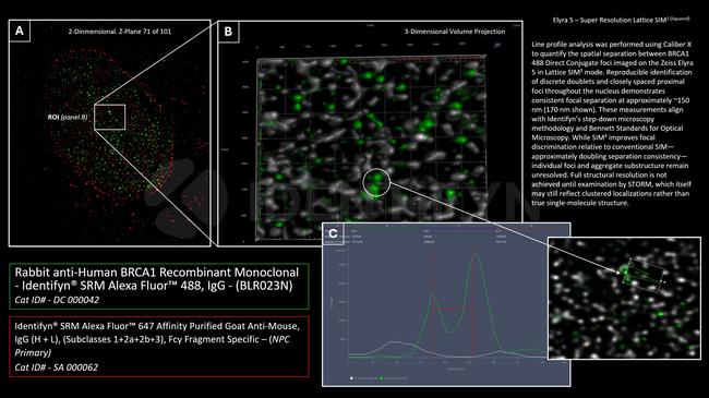BRCA1 Antibody in Immunocytochemistry (ICC/IF)