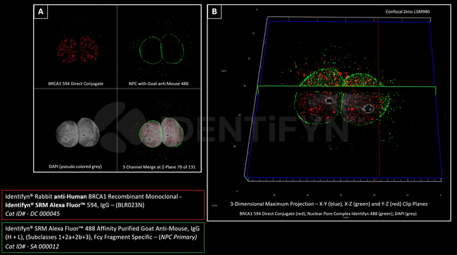 BRCA1 Antibody in Immunocytochemistry (ICC/IF)