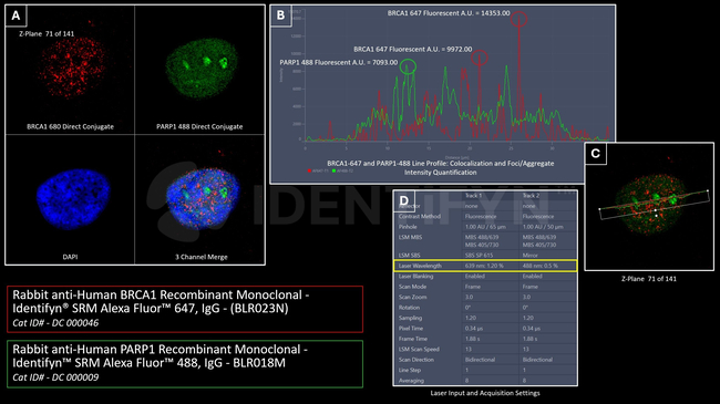 BRCA1 Antibody in Immunocytochemistry (ICC/IF)