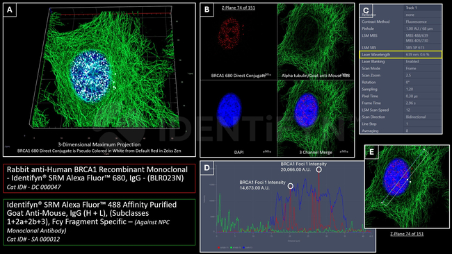 BRCA1 Antibody in Immunocytochemistry (ICC/IF)