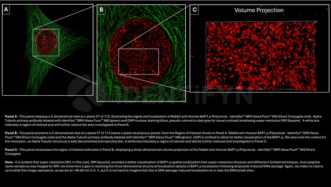 BAP1.p SRM Antibody in Immunocytochemistry (ICC/IF)