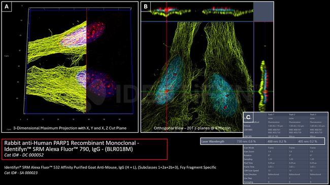 PARP1 Antibody in Immunocytochemistry (ICC/IF)