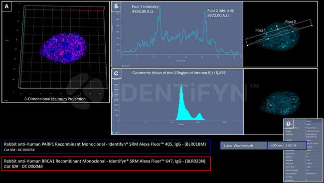 PARP1 Antibody in Immunocytochemistry (ICC/IF)
