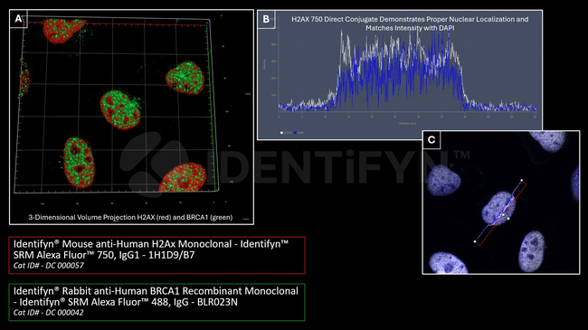 H2Ax Antibody in Immunocytochemistry (ICC/IF)