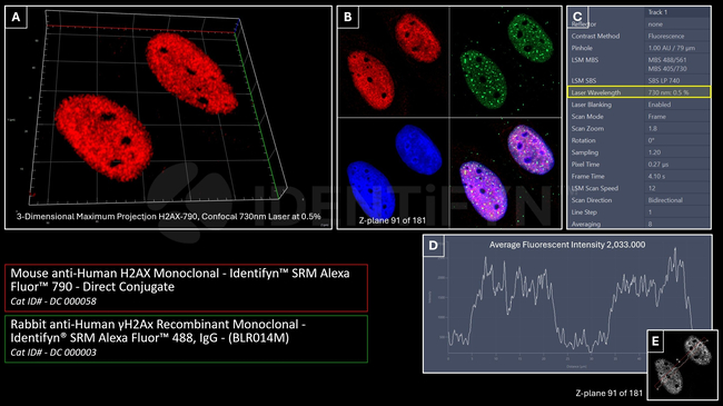 H2Ax Antibody in Immunocytochemistry (ICC/IF)