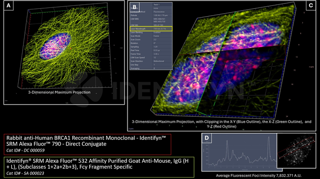 BRCA1 Antibody in Immunocytochemistry (ICC/IF)