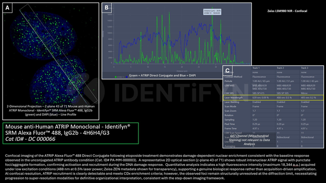 ATRIP Antibody in Immunocytochemistry (ICC/IF)
