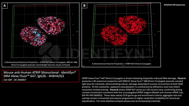 ATRIP Antibody in Immunocytochemistry (ICC/IF)