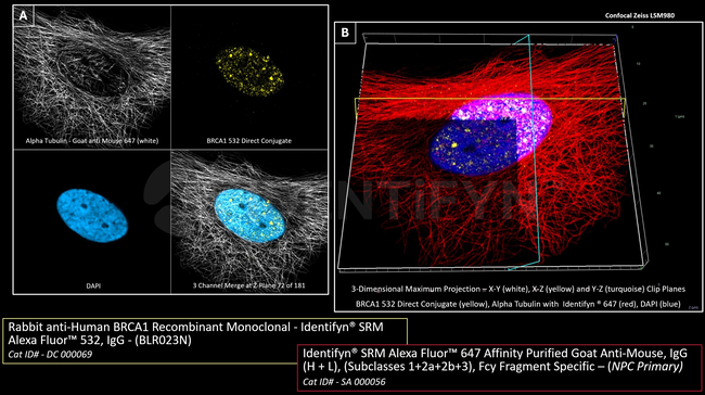 BRCA1 Antibody in Immunocytochemistry (ICC/IF)