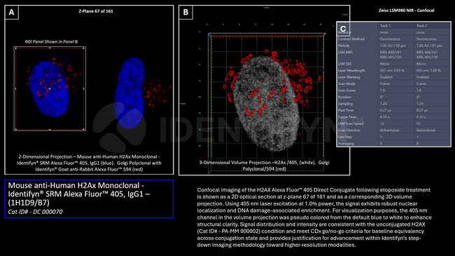 H2Ax Antibody in Immunocytochemistry (ICC/IF)