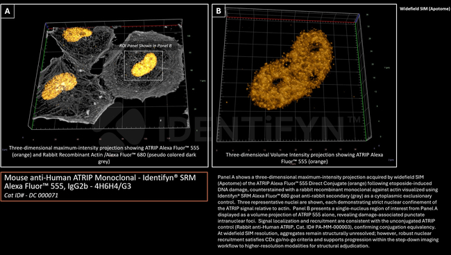ATRIP Antibody in Immunocytochemistry (ICC/IF)