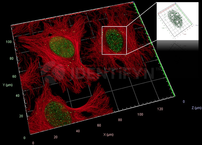gamma-H2AX SRM Antibody in Immunocytochemistry (ICC/IF)