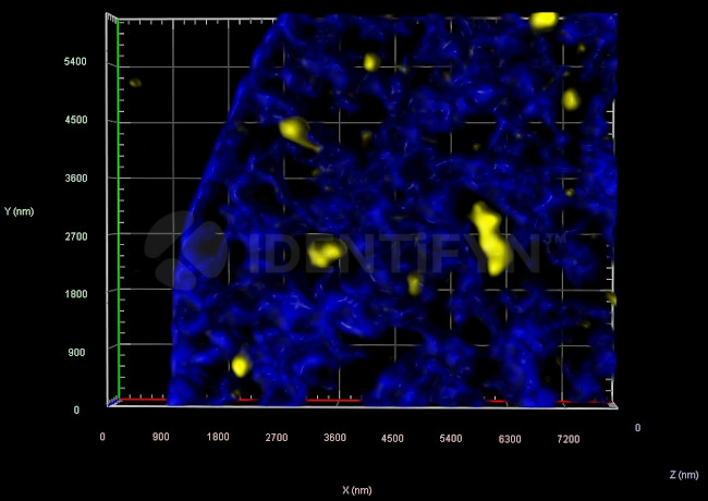 gamma-H2AX SRM Antibody in Immunocytochemistry (ICC/IF)