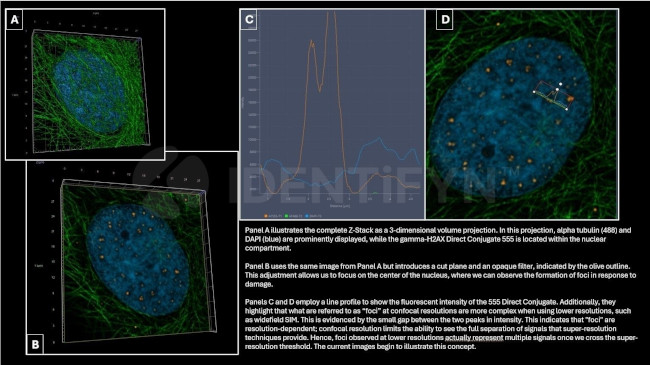gamma-H2AX SRM Antibody in Immunocytochemistry (ICC/IF)