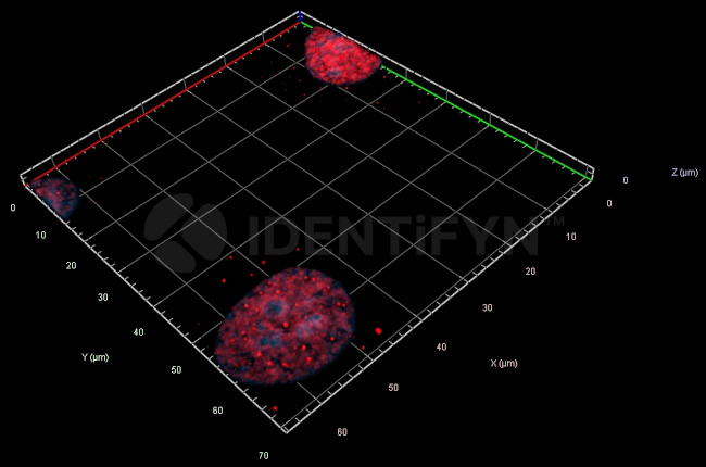 gamma-H2AX SRM Antibody in Immunocytochemistry (ICC/IF)